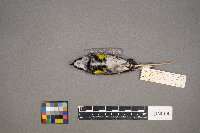 Setophaga coronata image