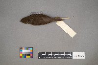 Parkesia noveboracensis image