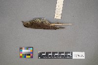 Parkesia noveboracensis image