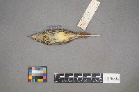 Parkesia noveboracensis image