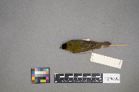 Cardellina pusilla image