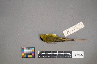 Cardellina pusilla image