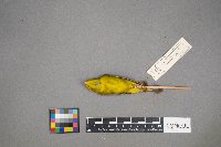 Cardellina pusilla image