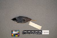 Sitta canadensis image