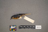 Sitta canadensis image