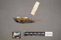 Sitta canadensis image