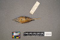 Sitta canadensis image