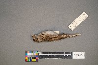 Pooecetes gramineus image