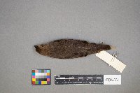 Molothrus ater image