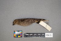 Molothrus ater image