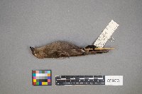 Molothrus ater image