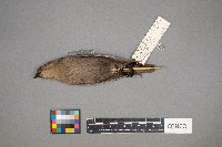 Molothrus ater image