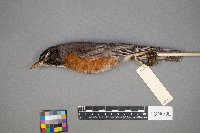 Turdus migratorius image