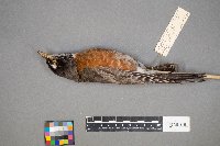 Turdus migratorius image