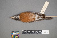 Turdus migratorius image