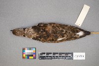 Arenaria interpres image