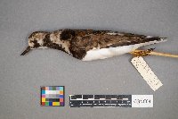 Arenaria interpres image