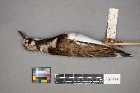 Arenaria interpres image