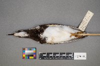 Arenaria interpres image