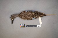 Spatula discors image