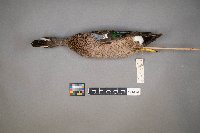 Spatula discors image