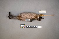 Spatula discors image