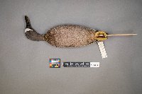 Spatula discors image