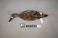 Spatula discors image