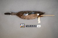 Spatula discors image