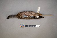 Spatula discors image