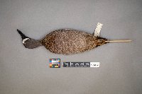 Spatula discors image