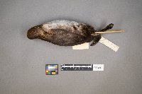 Podilymbus podiceps image