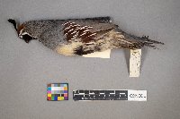 Callipepla gambelii image