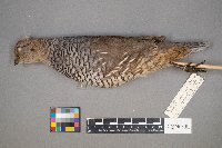 Callipepla californica image