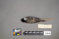 Poecile atricapillus image