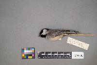 Poecile atricapillus image