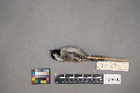 Poecile atricapillus image