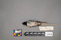 Poecile atricapillus image