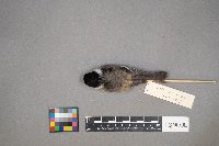 Poecile atricapillus image