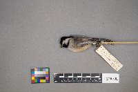 Poecile atricapillus image