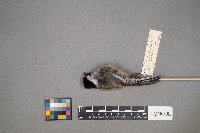 Poecile atricapillus image