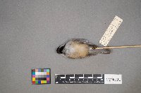 Poecile atricapillus image