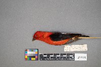 Piranga olivacea image