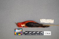 Piranga olivacea image