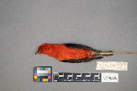 Piranga olivacea image