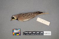 Eremophila alpestris image