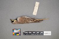 Eremophila alpestris image