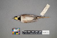 Eremophila alpestris image