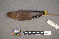 Bombycilla garrulus image