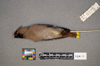 Bombycilla garrulus image